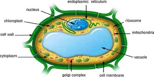 5 Vacuole Functions 5 Vacuole Functions