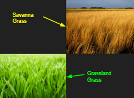 5 Grassland Plant Adaptations